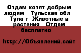 Отдам котят добрым людям - Тульская обл., Тула г. Животные и растения » Отдам бесплатно   